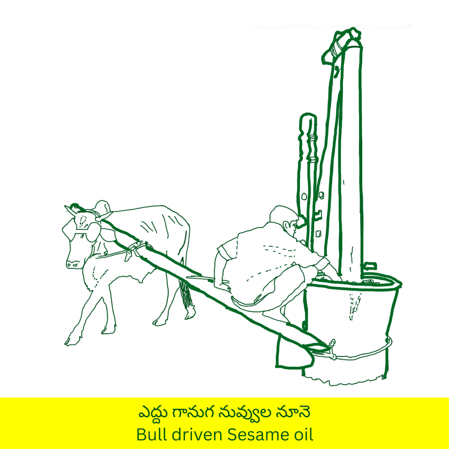 ఎద్దు గానుగ నువ్వుల నూనె | Bull Driven Sesame Oil