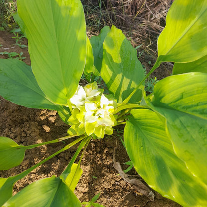 దంచిన ప్రకృతి వ్యవసాయ సేలం పసుపు పొడి | Stone-mortared & Naturally Farmed Selam Turmeric Powder