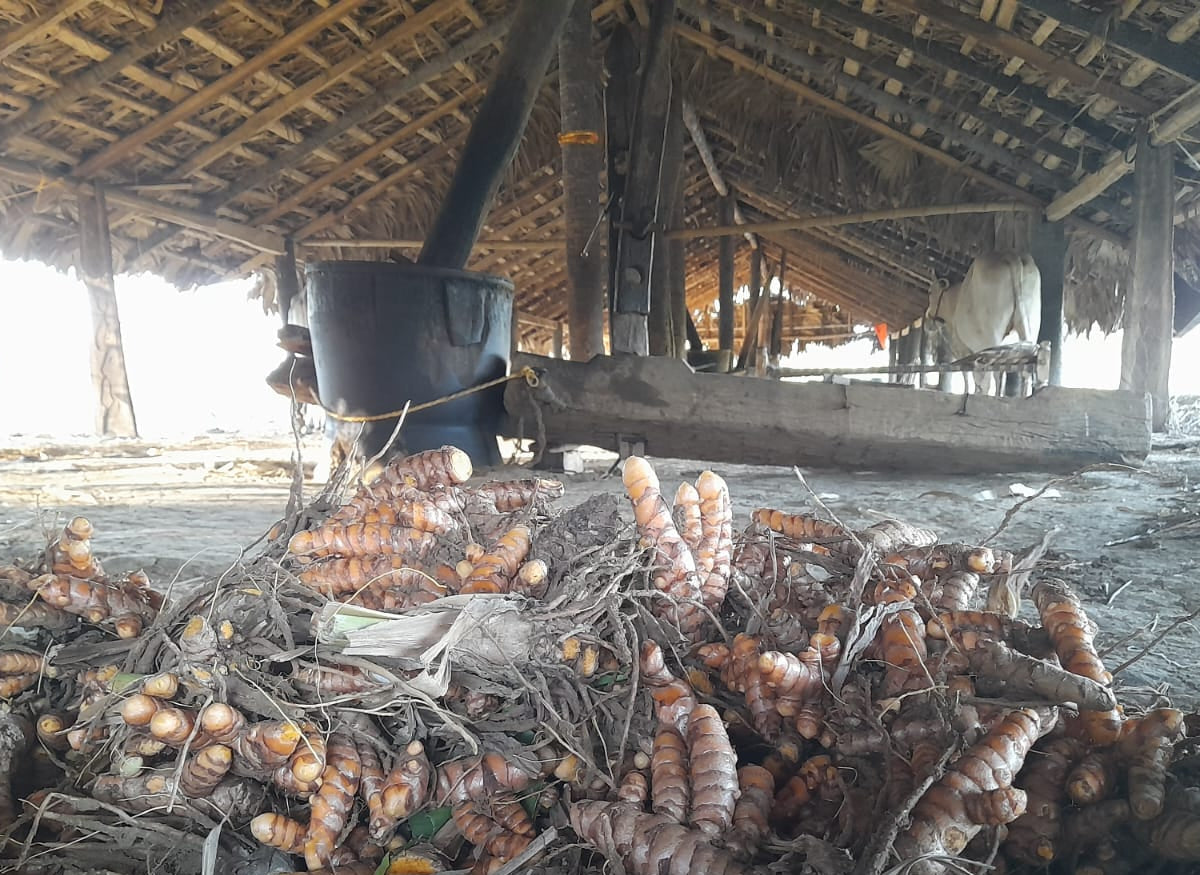దంచిన ప్రకృతి వ్యవసాయ సేలం పసుపు పొడి | Stone-mortared & Naturally Farmed Selam Turmeric Powder